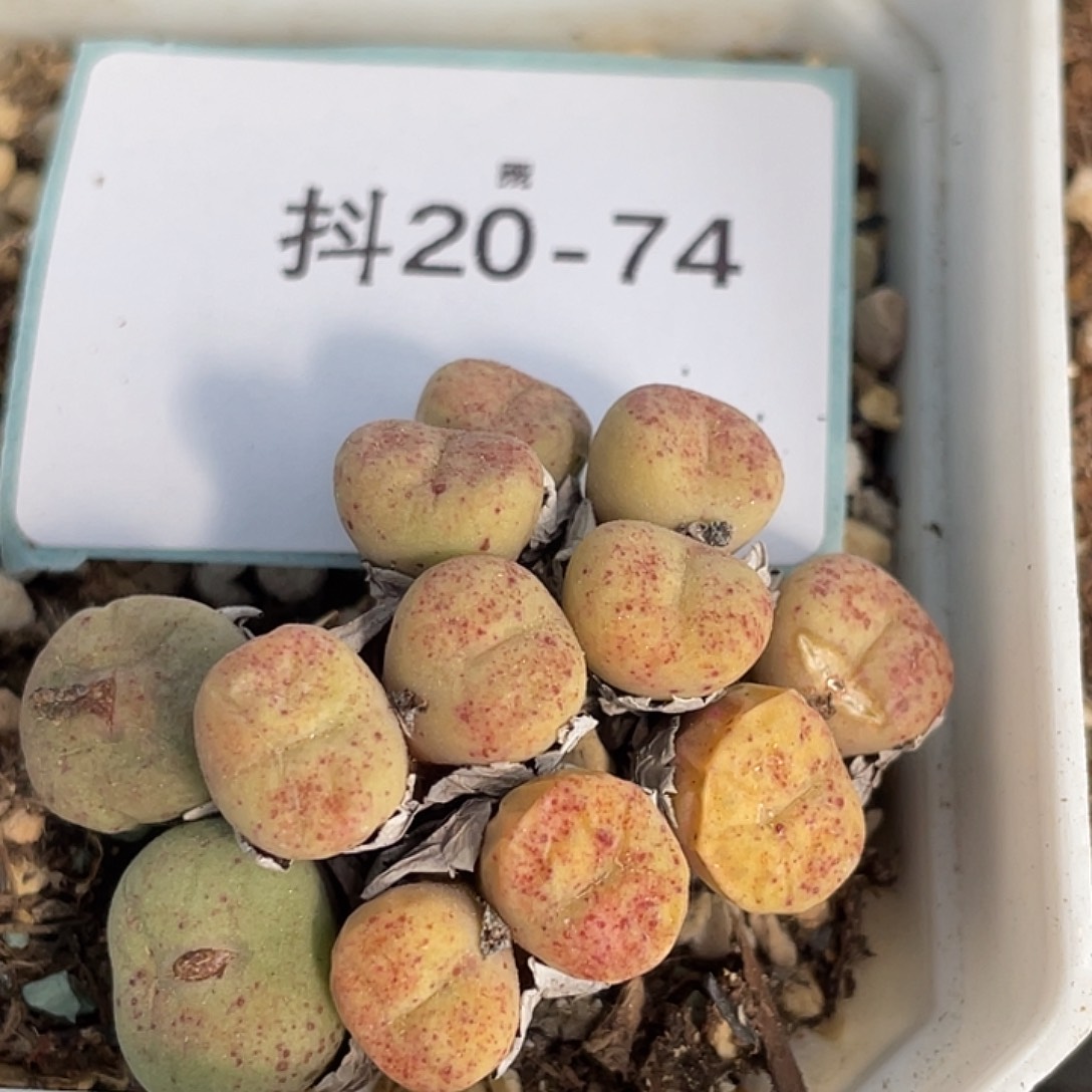 20-74嘴多肉植物肉锥