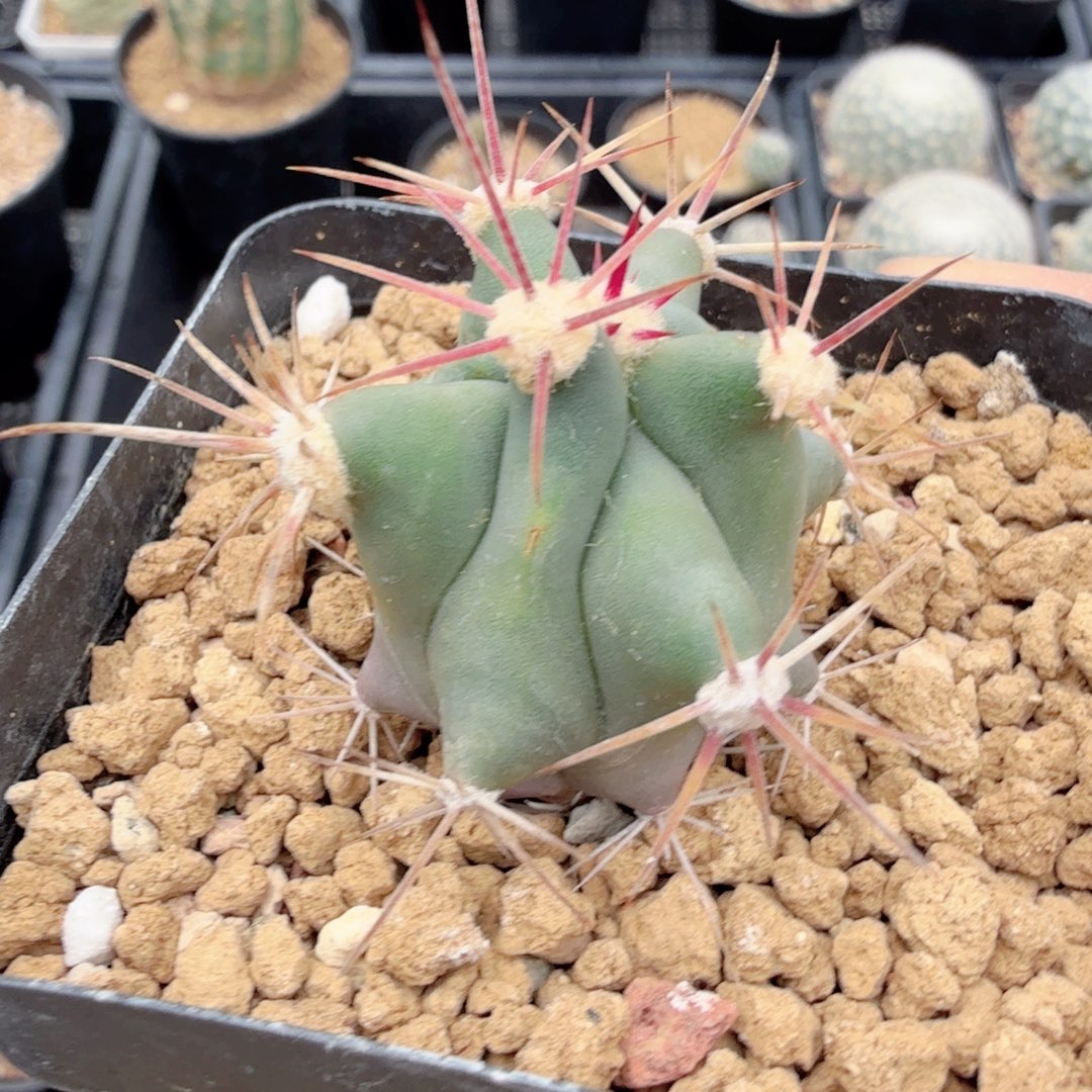 实生强刺脱土发货