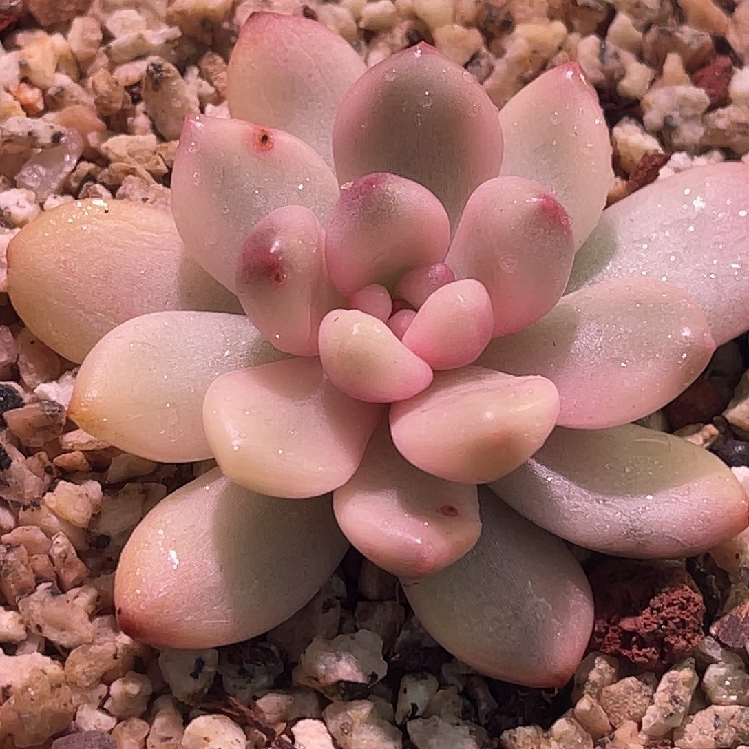 尚品园艺福利天堂白锦头盖