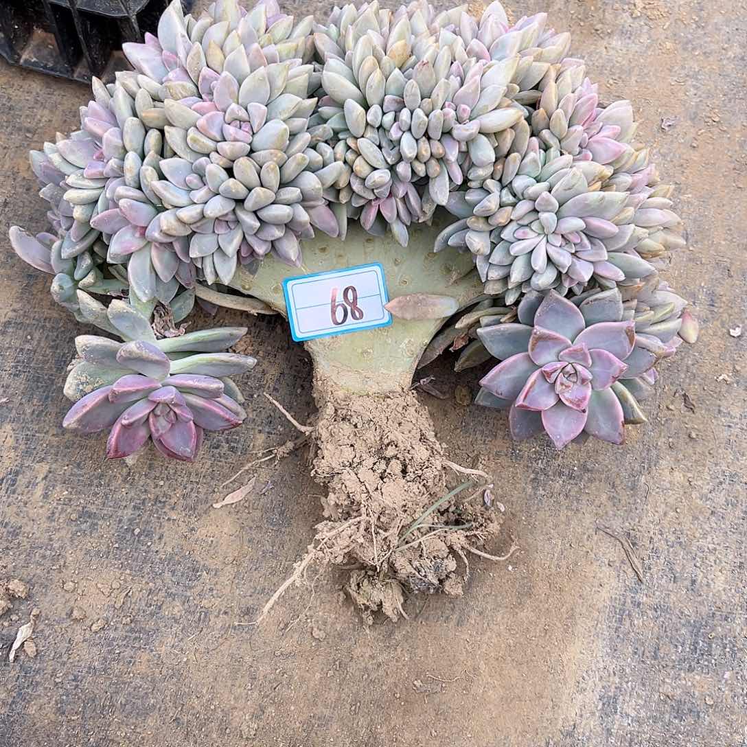 68号淡雪缀化一物一拍