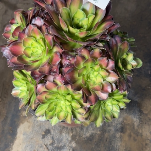 韶华多肉多肉8925