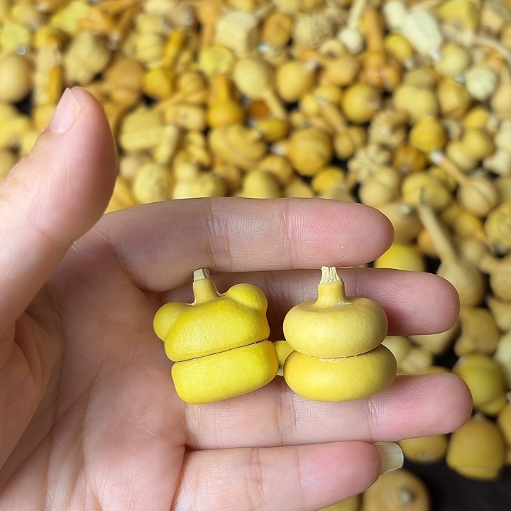 ****见葫芦笙是个小妖精哦打咩你看得