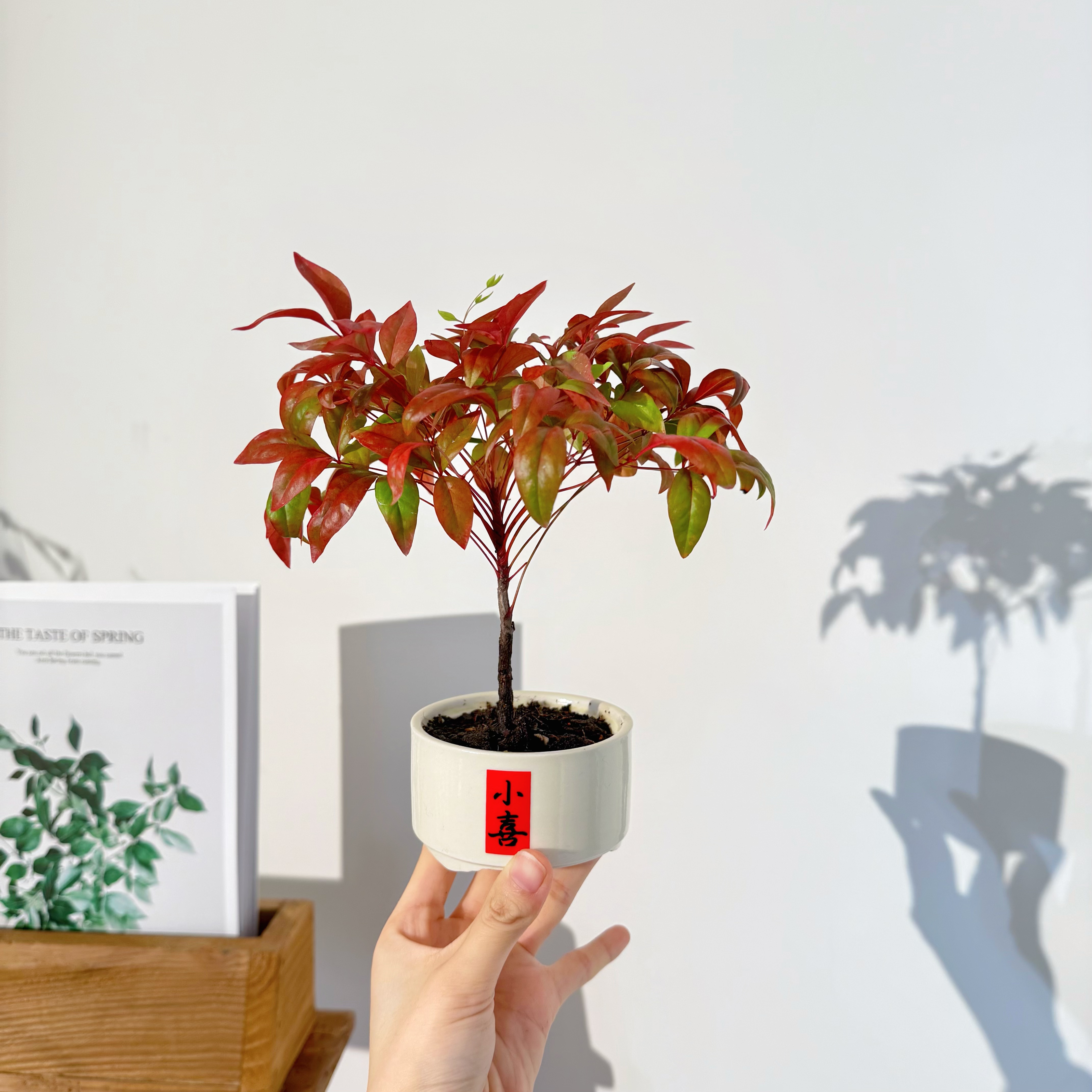 火焰南天竹桌面绿植室内好养小盆栽加小喜陶瓷盆