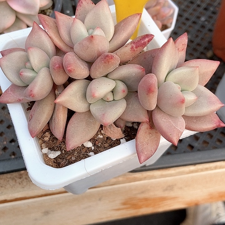 多肉植物桃花源556