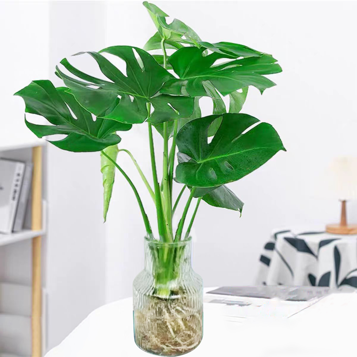 带冰川瓶水培两棵龟背竹3-5片叶净化空气室内盆栽桌面盆栽50-60CM