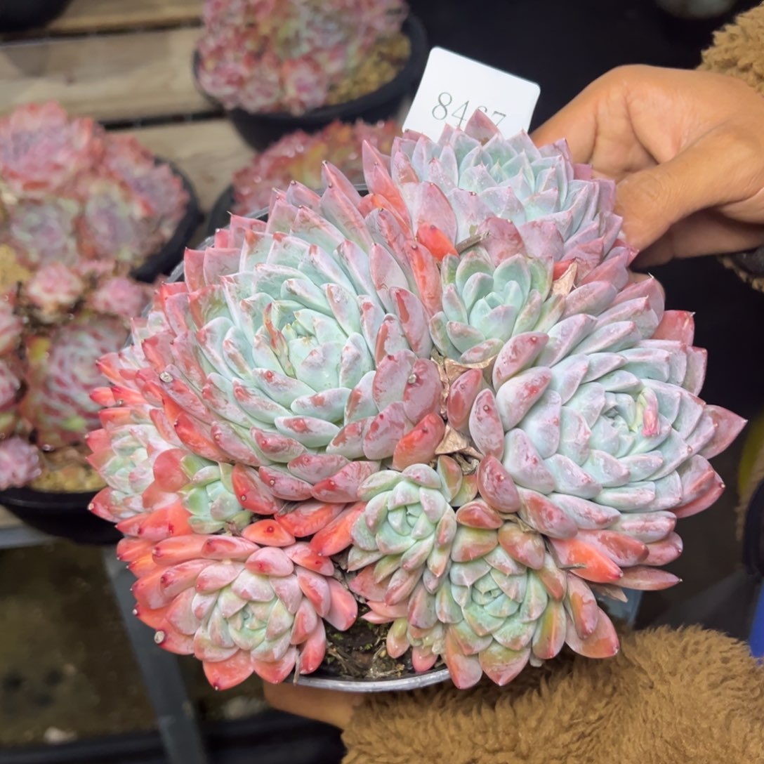 x****嘻8467肉多哦哦哦多哦肉多哟