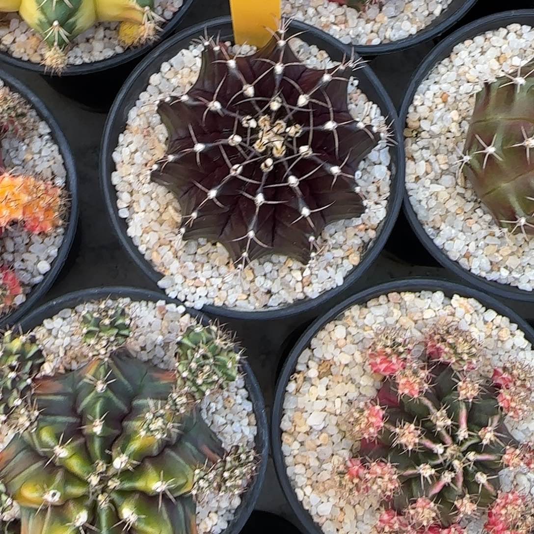 L530-1225泰国发货 黑寡妇