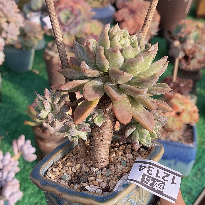 暗纹杂12134多肉植物