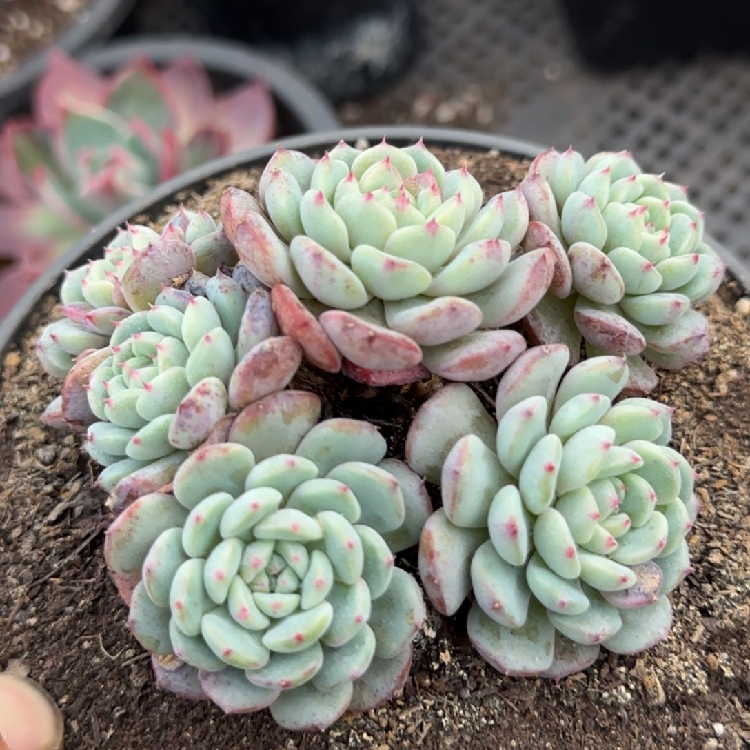 白胖子一物一拍包装收缩花旱
