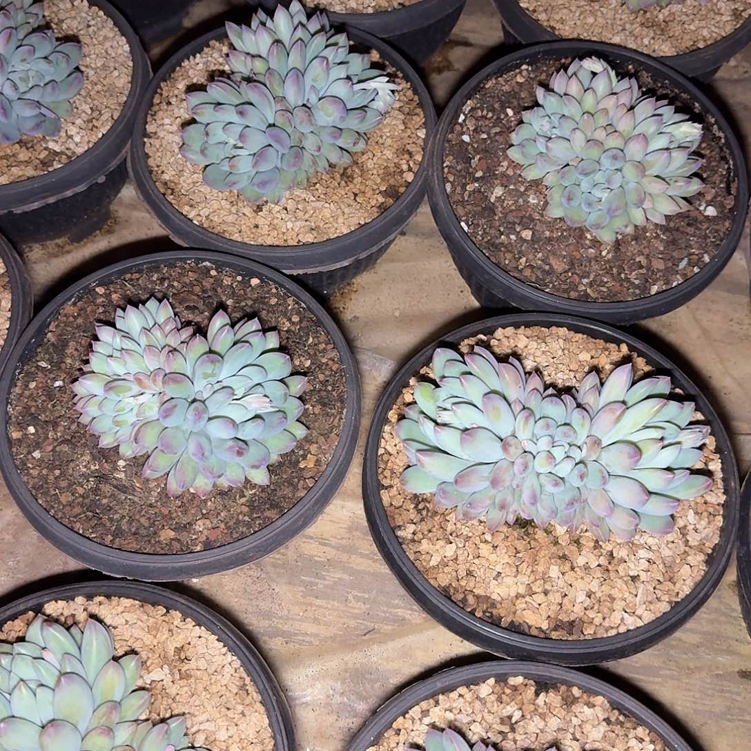 冰淇淋美人多肉。 