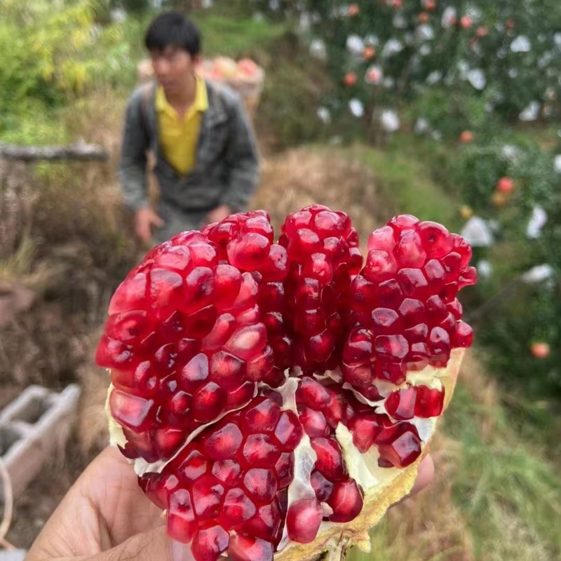 顺丰发货四川会理突尼斯软籽石榴会理石榴新鲜当季水果鲜产地直发