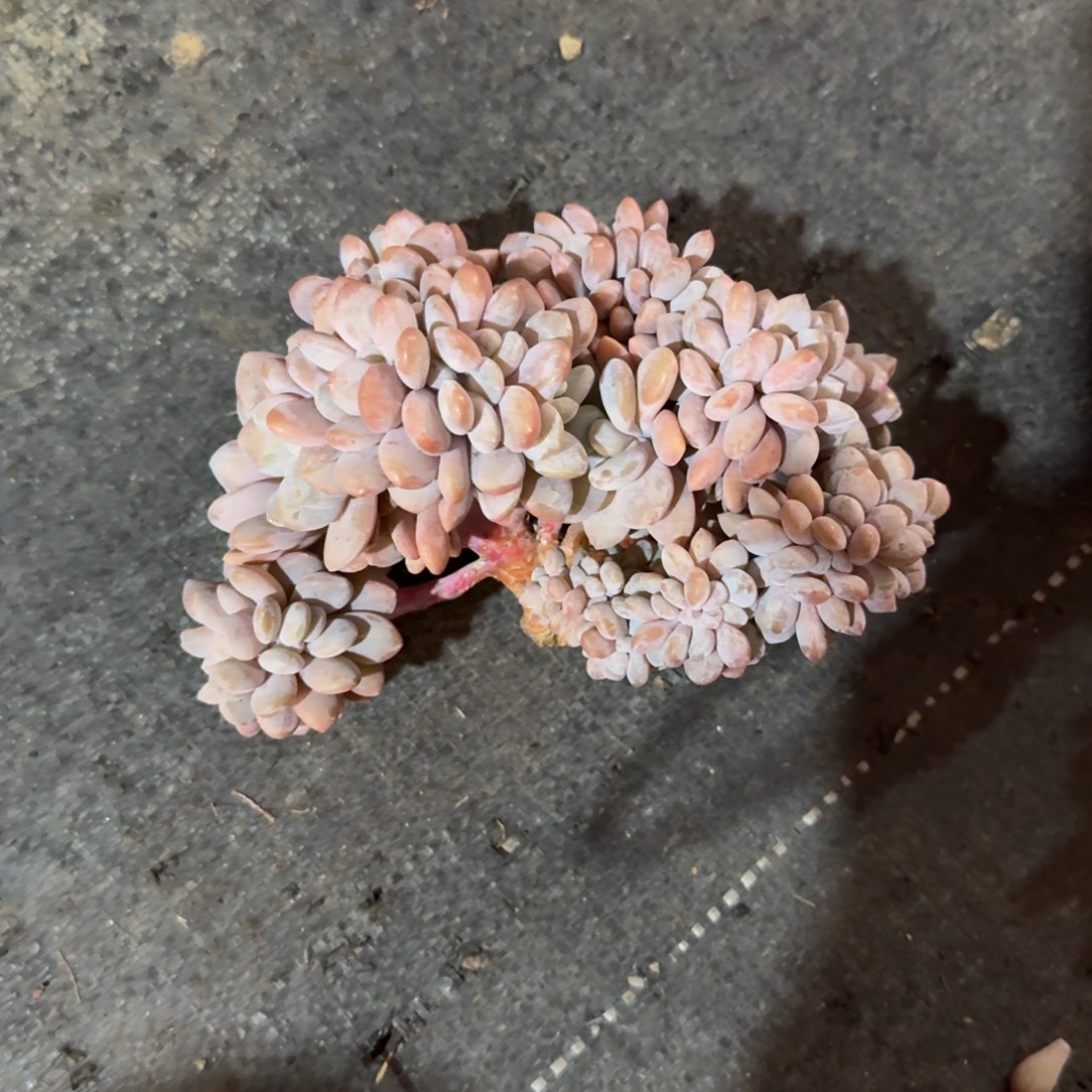 一物一拍11-25粉兔缀化65