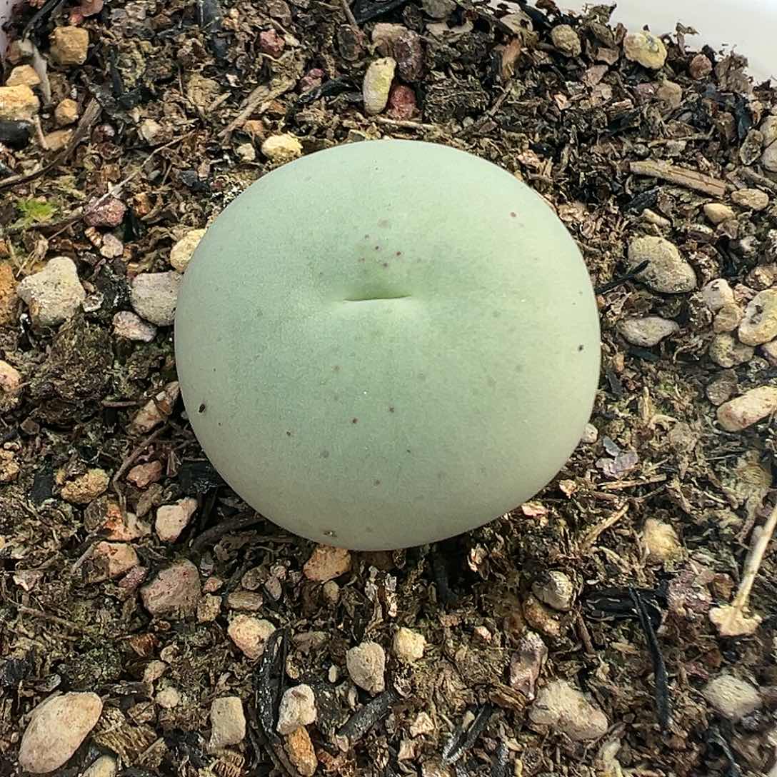 483鸽子蛋带盆土发货