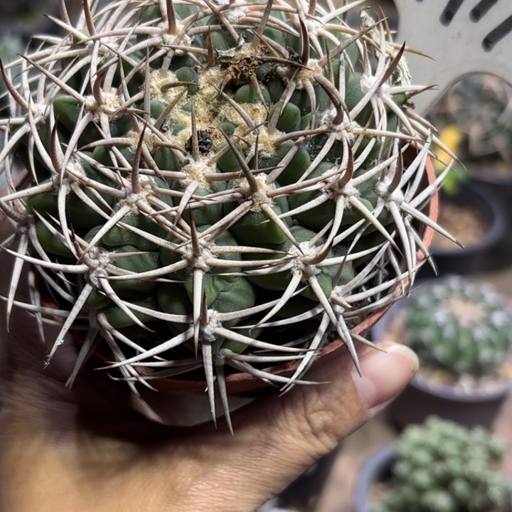 9917实生碧岩玉好养