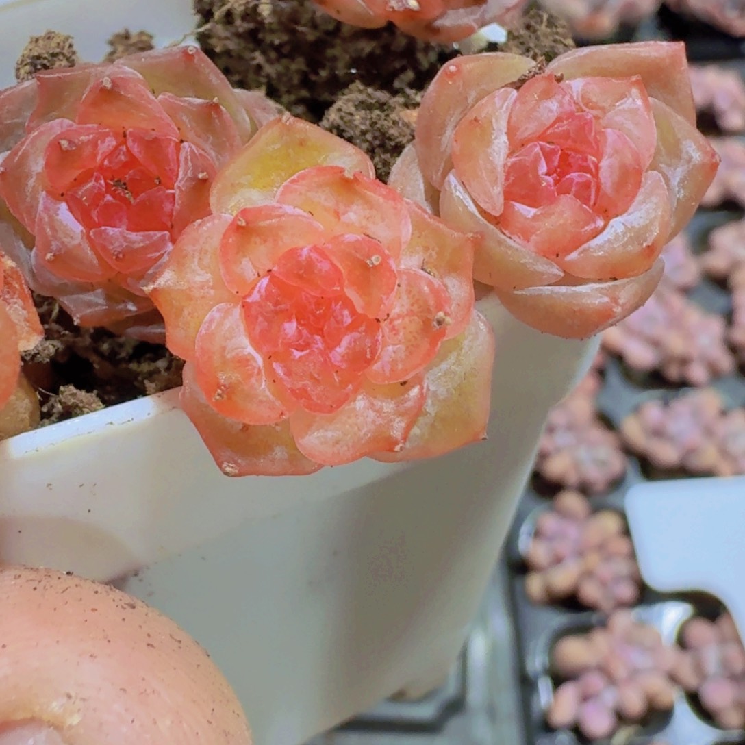 玉琉璃琥珀五颗一组很小