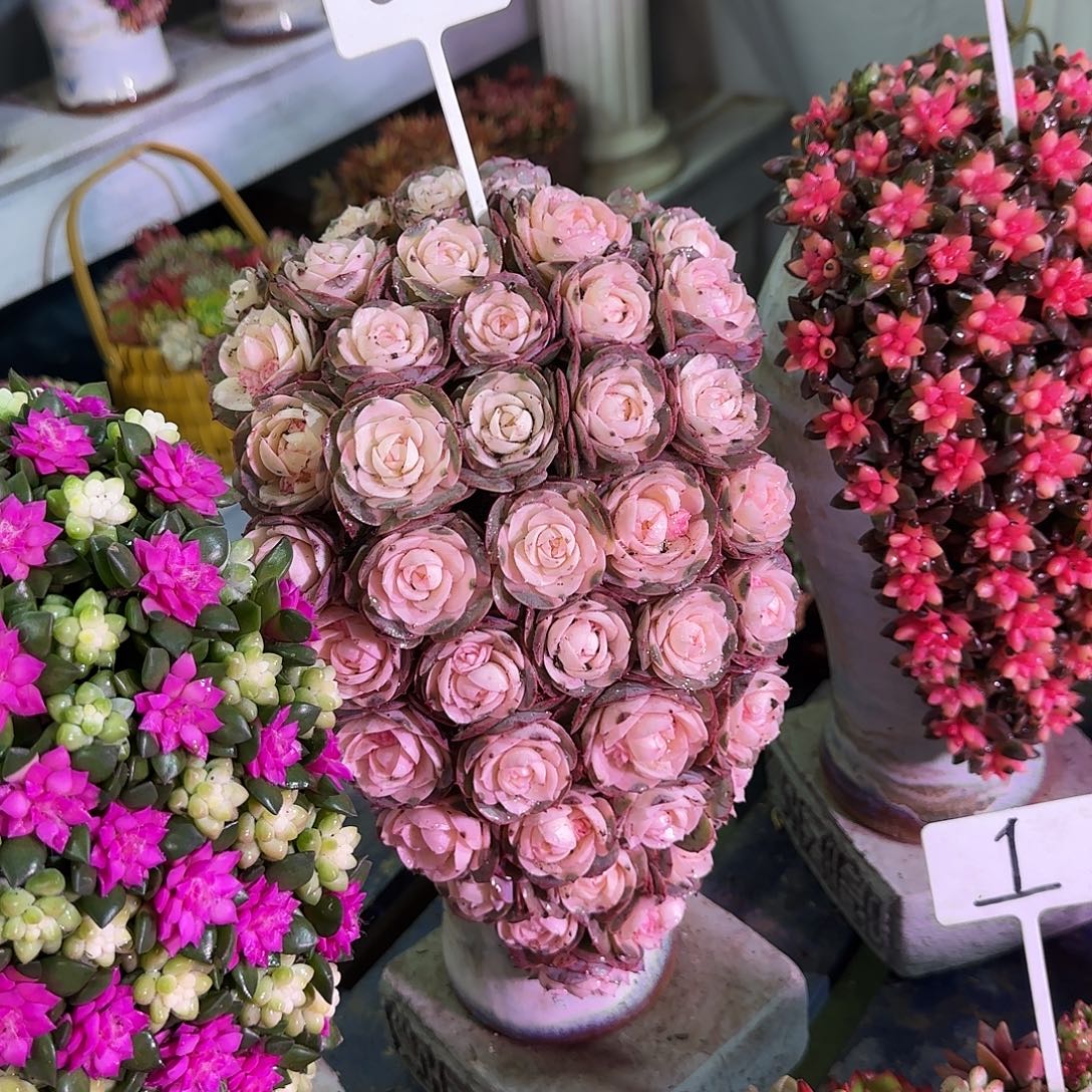 这个是005多肉植物的