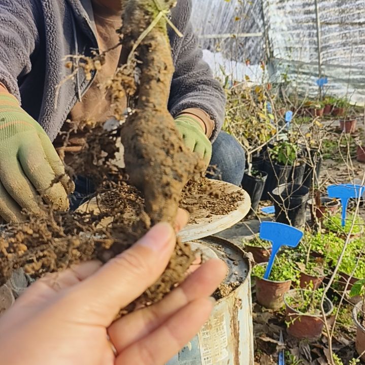 墨***香完全开放老鸦柿嫁接苗1棵