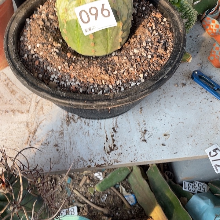 兜进仙人球一颗96号