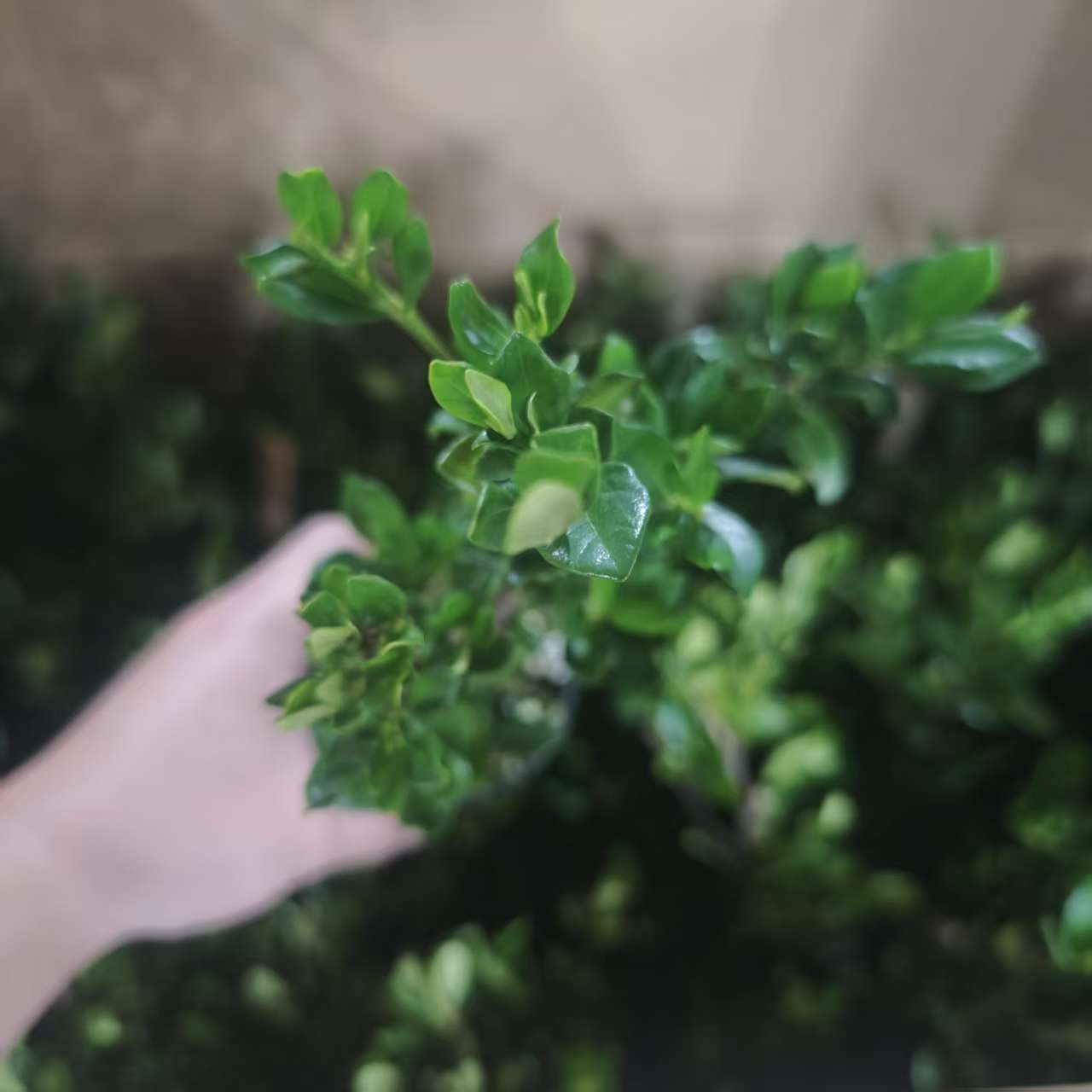 【一寸法师】名贵珍惜小叶栀子花好养懒人盆栽