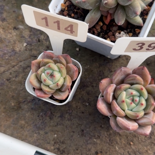 114夜魔侠多肉植物多