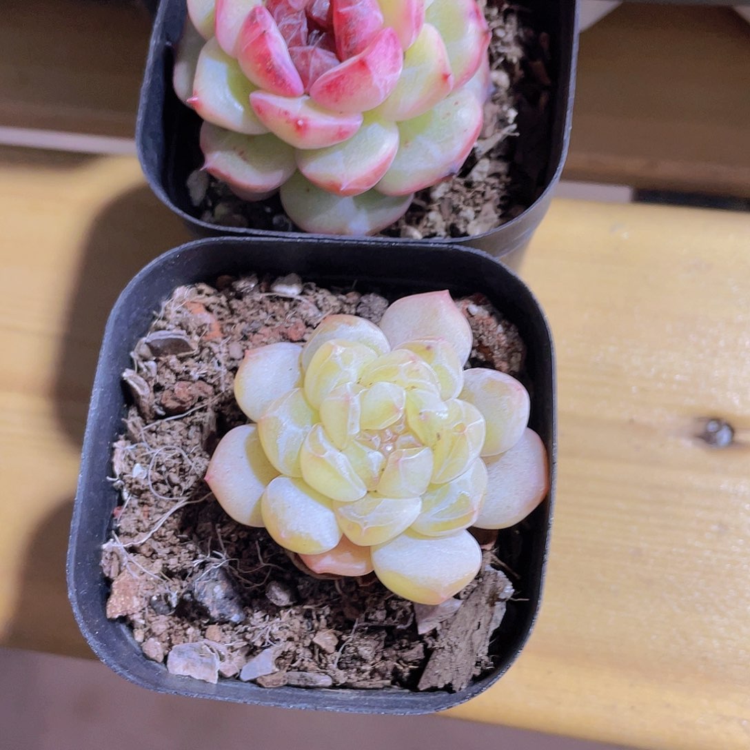 371号 精品美肉2个