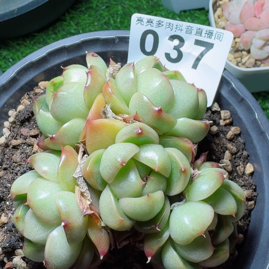 ?***孩莱拉珍妮群生         多肉植物