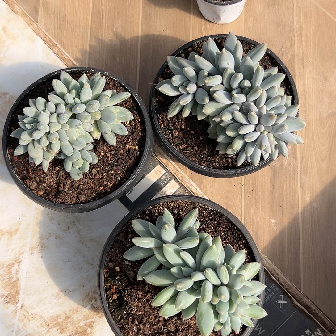 【闪购商品】活动价哥特缀