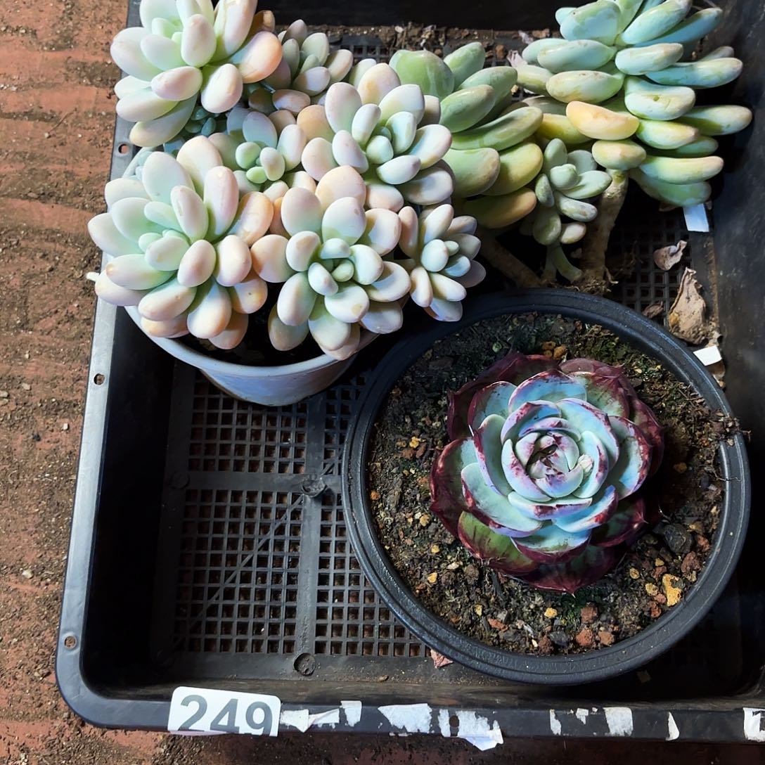 多肉植物空拍249号