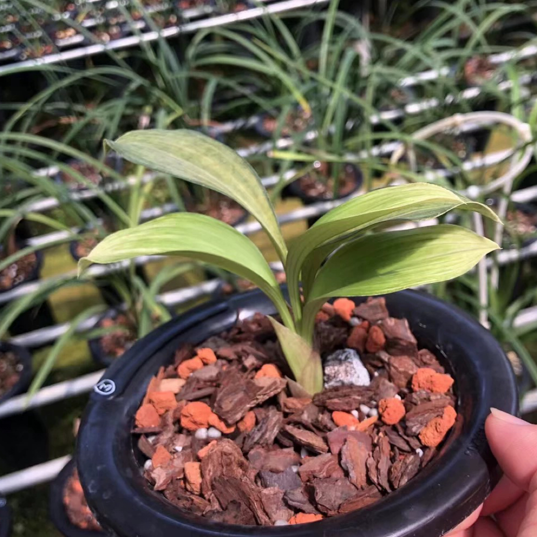 云南高山兔子兰草