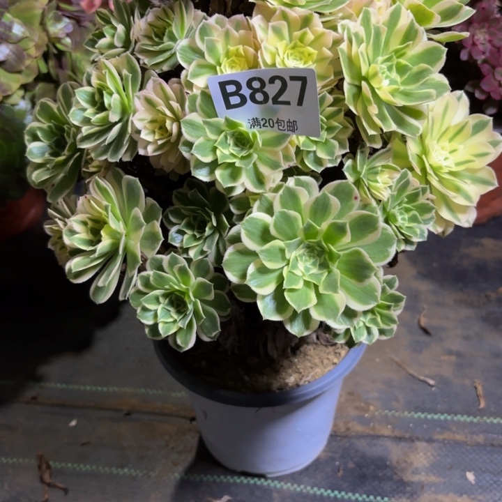 瑞妈，，，。。。。827芳华，