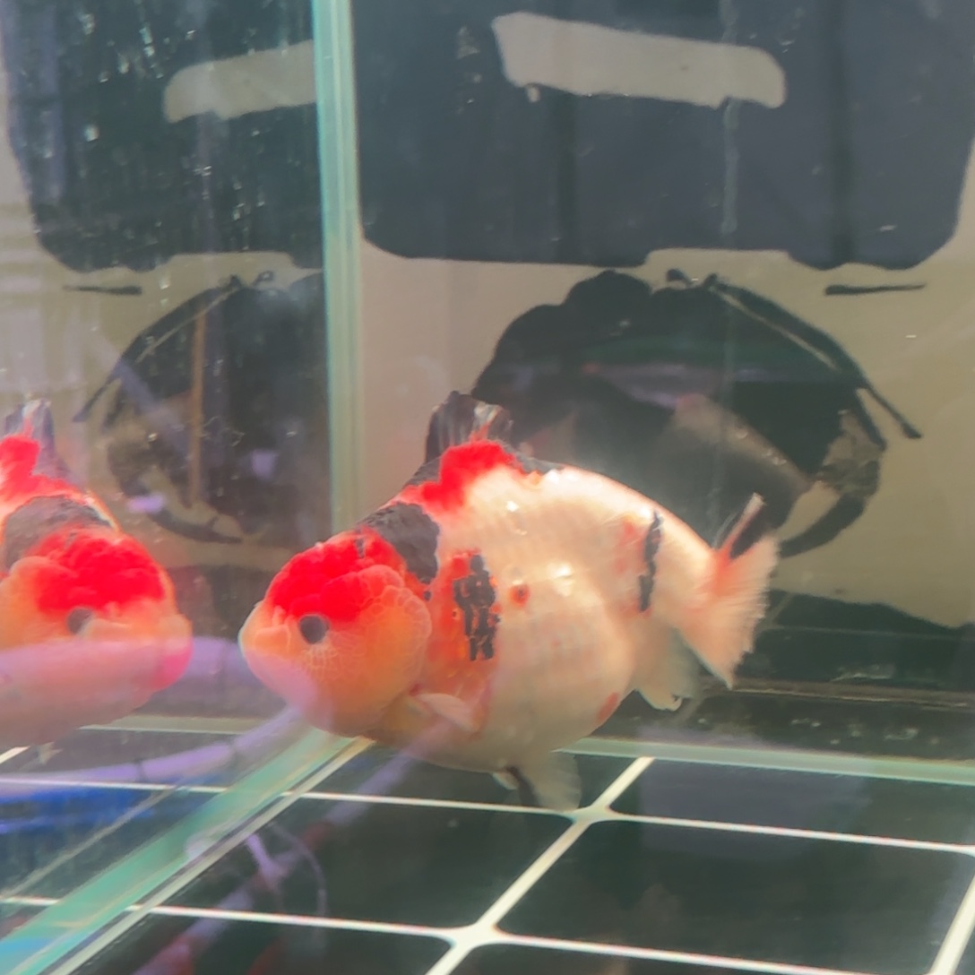 M***o金鱼拍包装包邮，没拍包装发顺丰到付