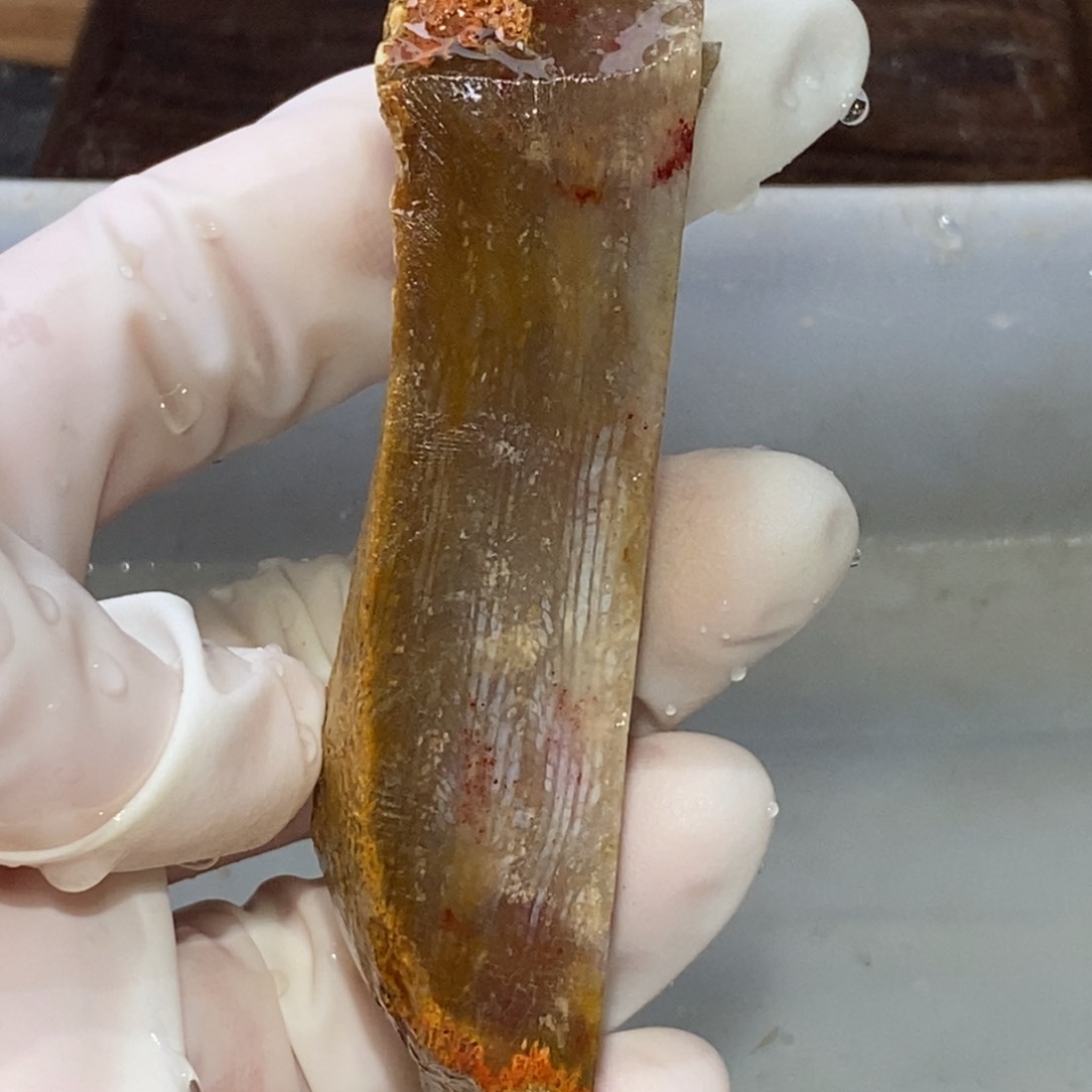 【闪购商品】硅化玉颈饰未镶嵌