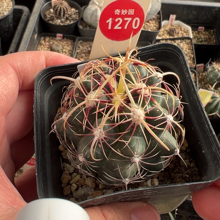 实生带中刺五彩大统领5.1cm