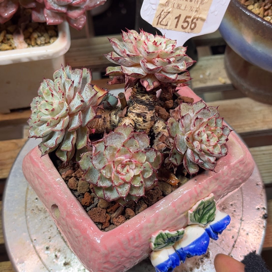 156？tahenvnvnvnvnvh