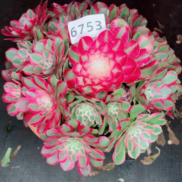 新品孔雀翎多肉发货