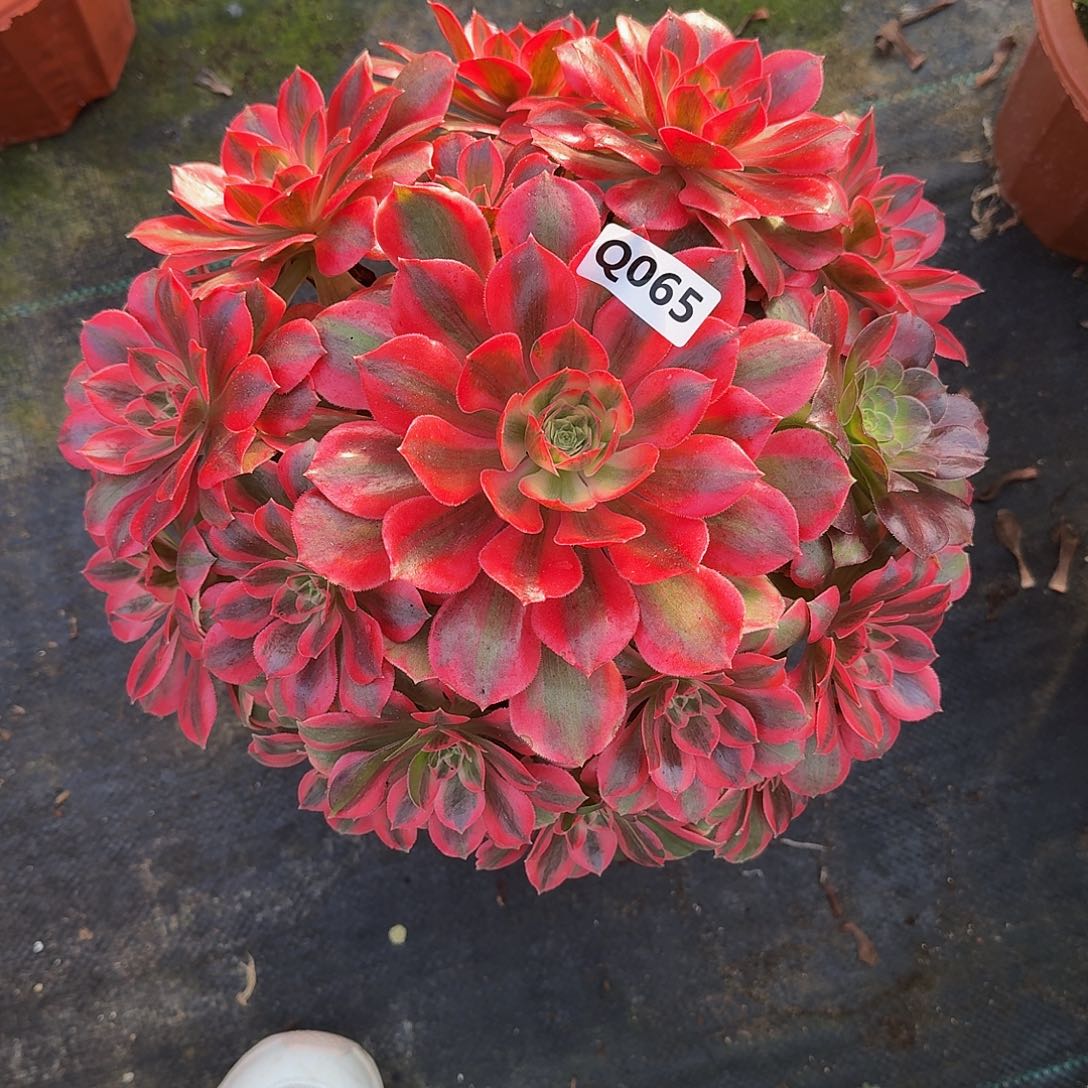 全部花朵065粉女妖44冠服30左右