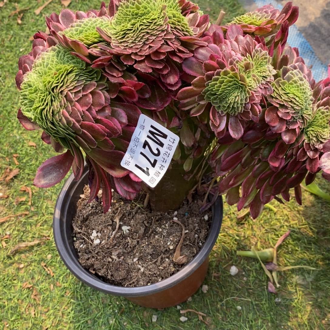全部花朵271嘉年缀不包损
