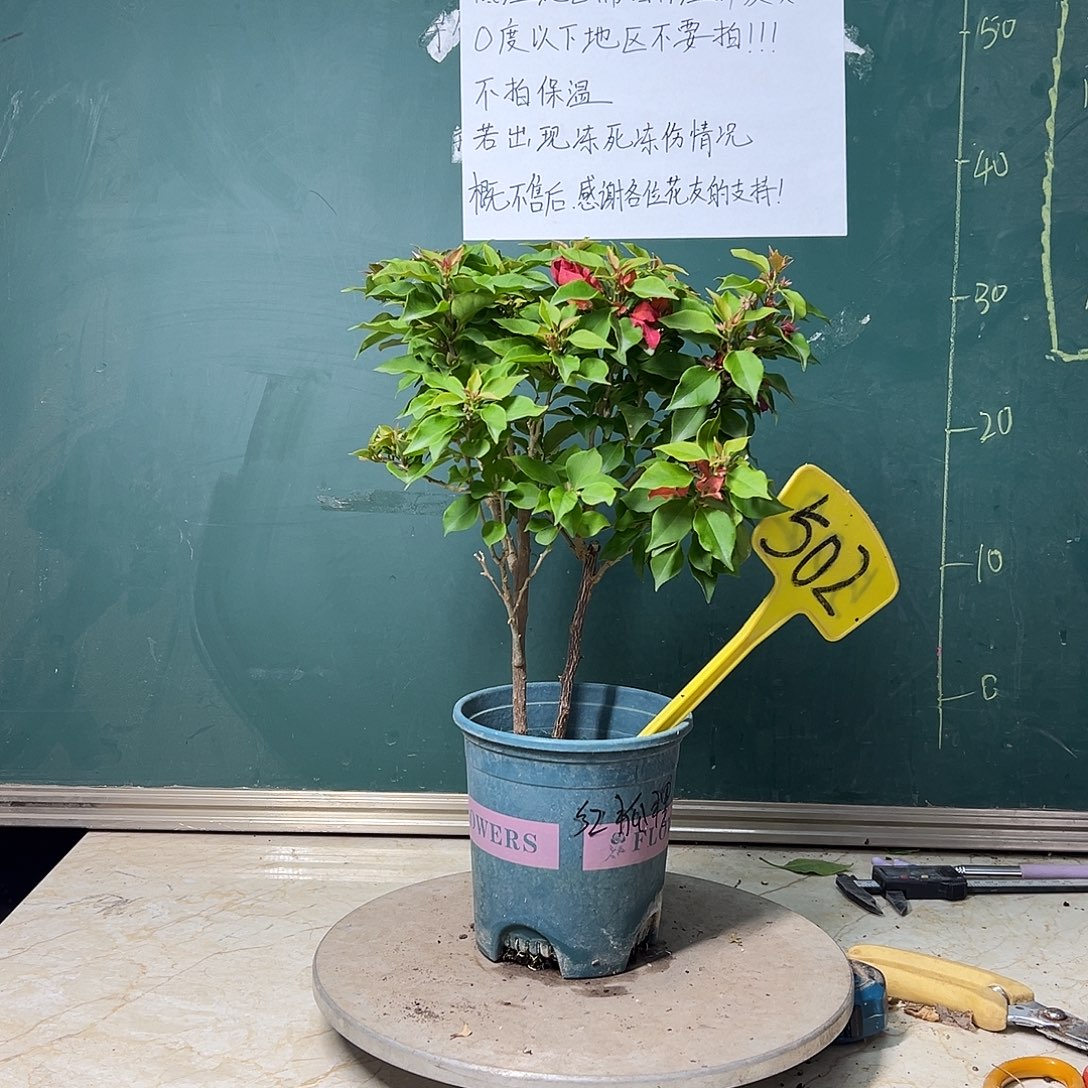 完全开放  红狐狸  502