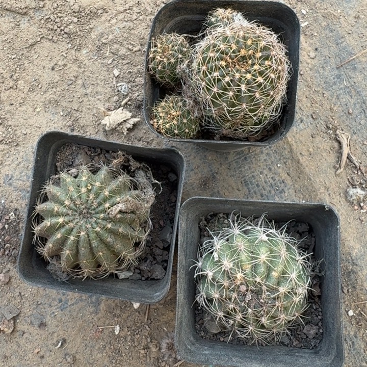 260丽花根3公分左右脱土发货软，20包邮