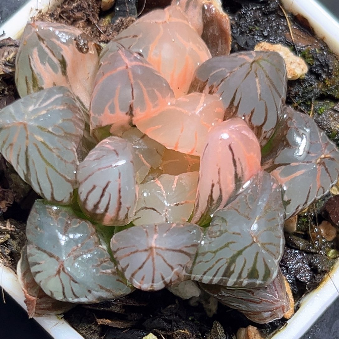 恭喜发财大吉大利558