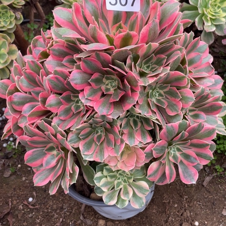 无花朵507多肉植物女妖