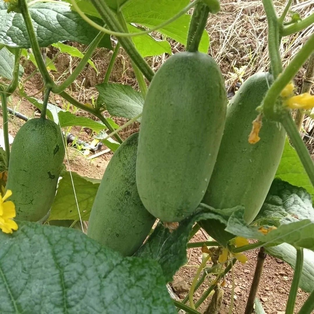 黄瓜 云南大集现收 农家果蔬