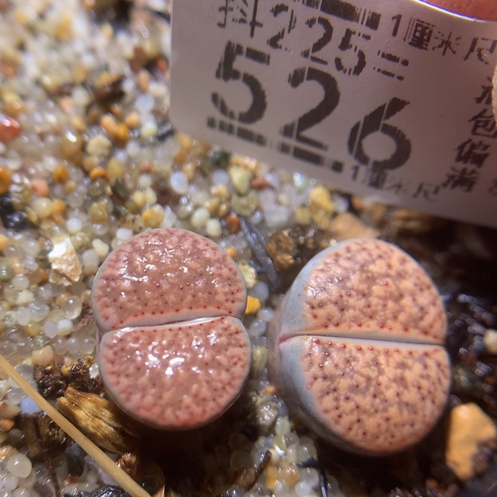 精品生石花225.526粉血点