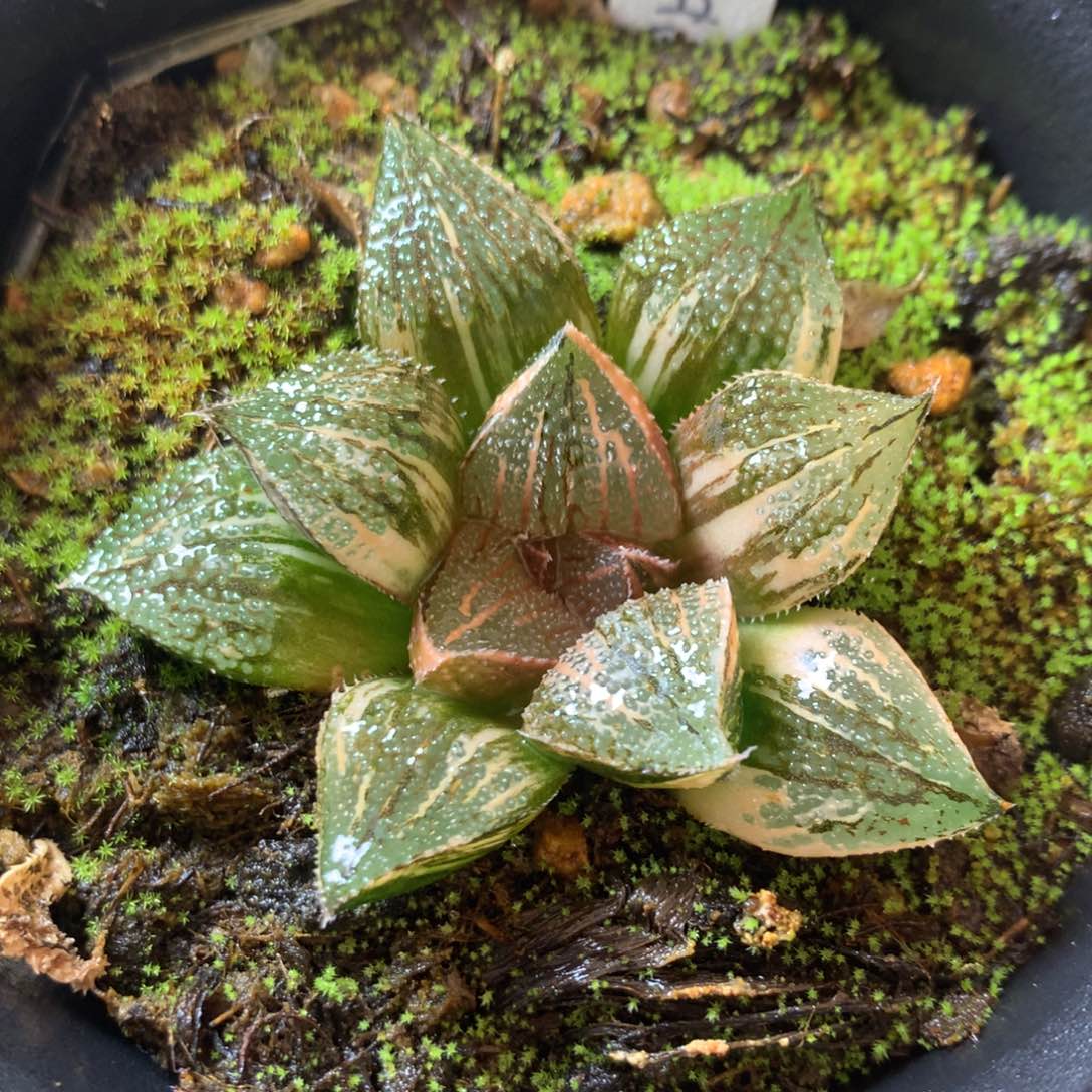 13号五彩黑蝶龙一物一拍