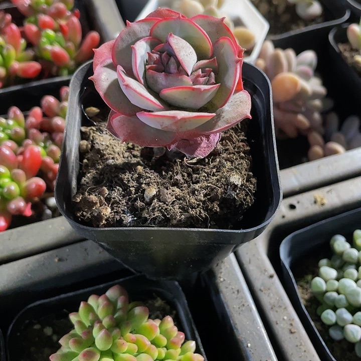 6.5方克罗地亚玫瑰多肉