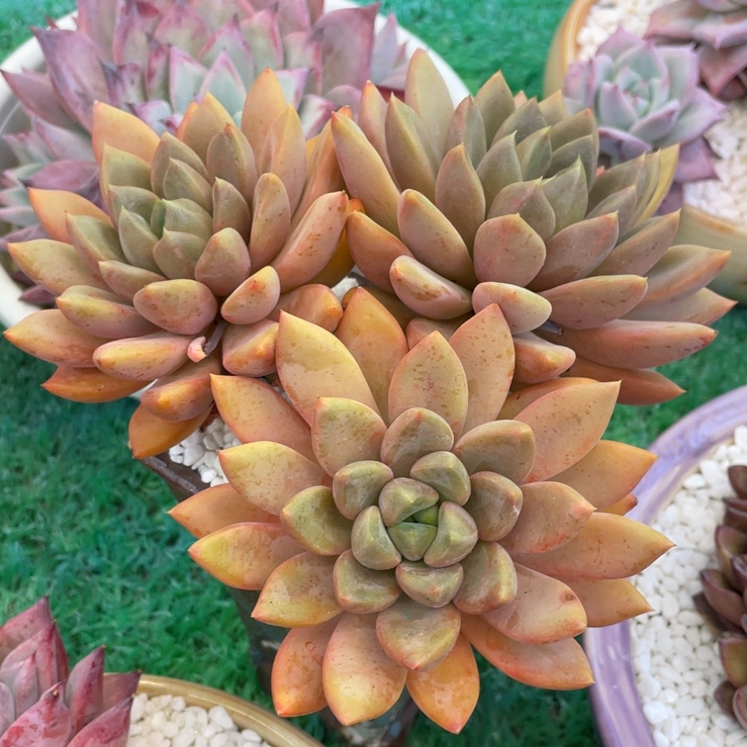 红象牙多肉植物盆栽