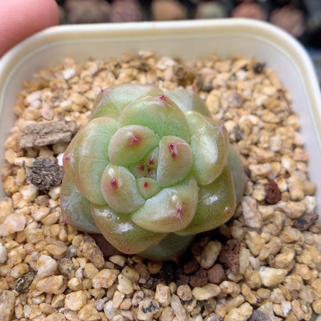 F137 ，柿子多肉20包邮两天凑单