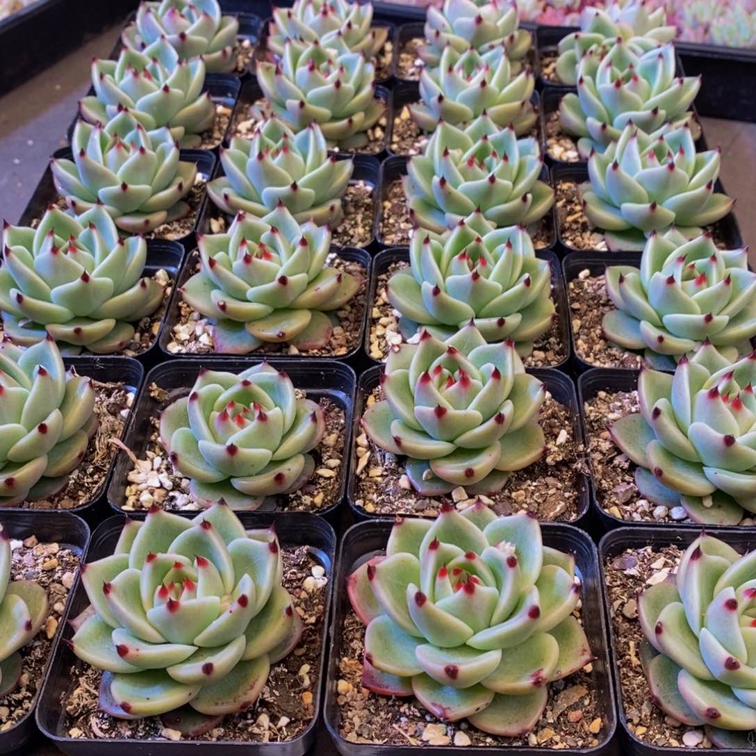 124多肉植物保护研究所所长助理研究员