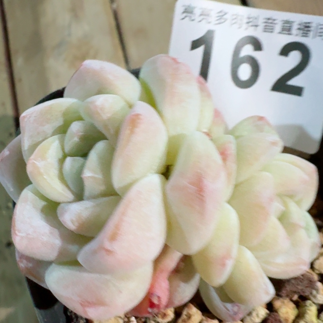 冰玉         精品多肉