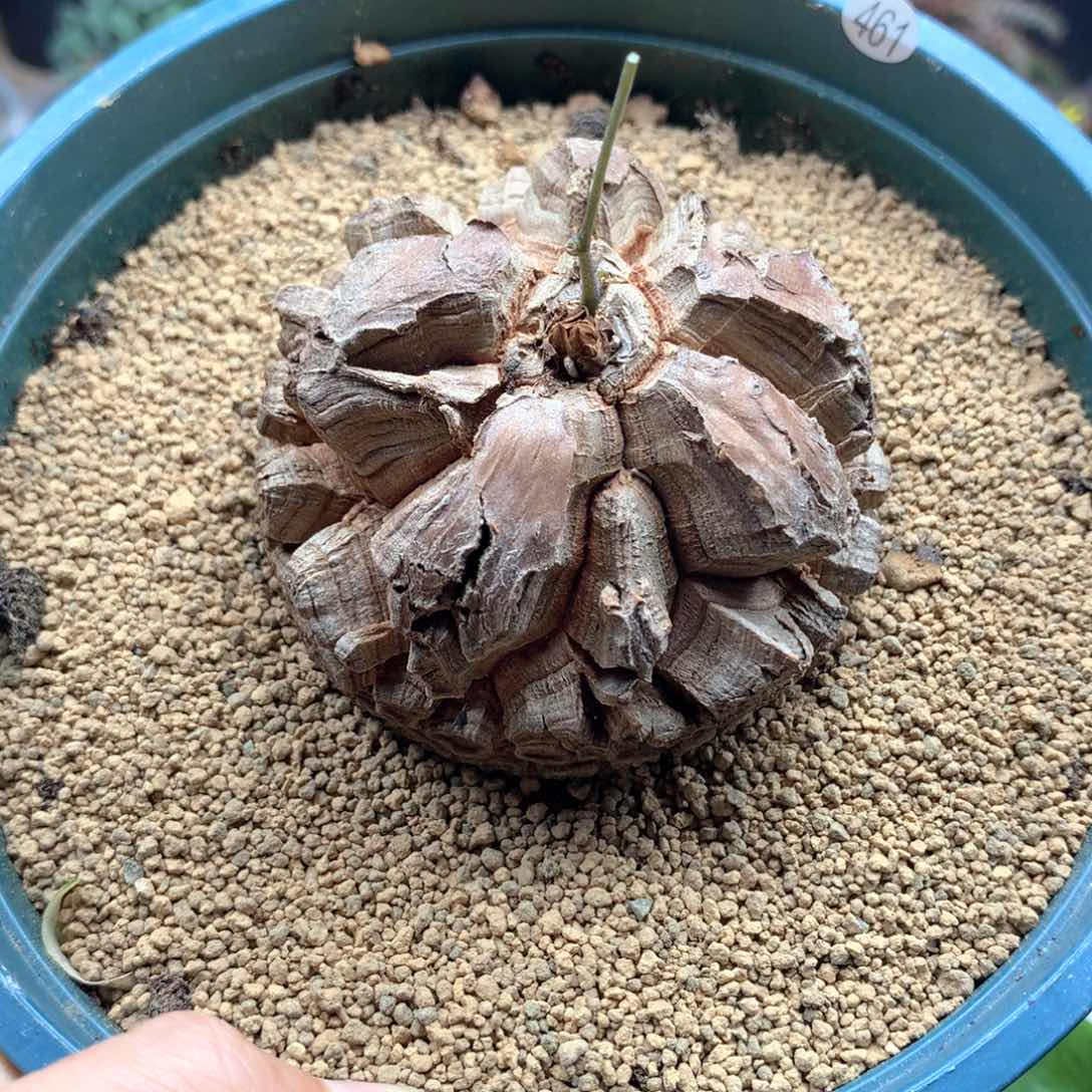 南非龟甲龙带盆7.1cm